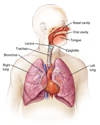 Respiratory System - Click to Enlarge Illustration of the human respiratory system