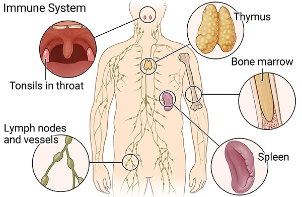 Illustration of the immune system