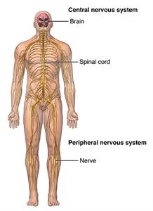 Front view of body showing central and peripheral nervous system.