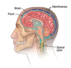 Side view of head and neck with cross section of brain showing cerebrospinal fluid around the brain and spinal cord.