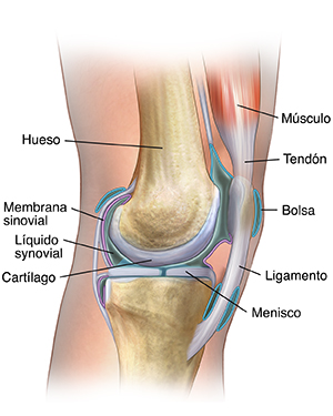Vista lateral de la articulación de la rodilla donde se observa la anatomía básica.