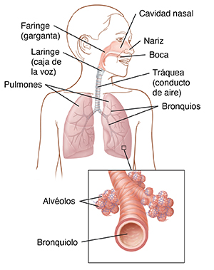 Imagen frontal del contorno del niño que muestra la anatomía respiratoria. El recuadro muestra un primer plano de los bronquiolos y los alvéolos.