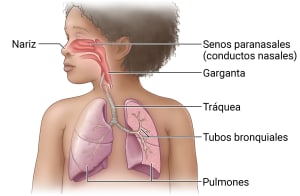 El sistema respiratorio incluye la nariz, los senos paranasales (vías nasales) y la garganta. La garganta se conecta a la tráquea, que lleva a los pulmones. Dentro de los pulmones se encuentran los conductos bronquiales.